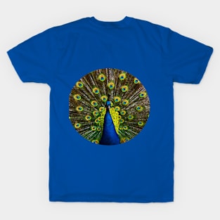 Colorful peacock T-Shirt